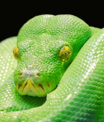 python slang